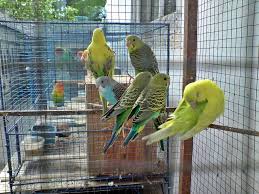 Potensi Desa: Budidaya Burung