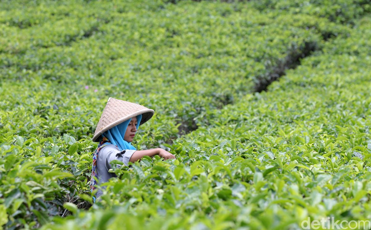 Potensi di Desa Amis Sektor Pertanian dan Perkebunan